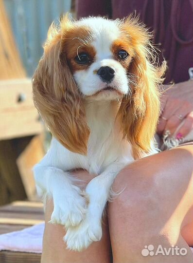 Кавалер кинг чарльз спаниель-девочка