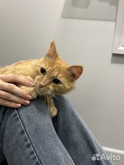 Метис мейн-куна в добрые руки