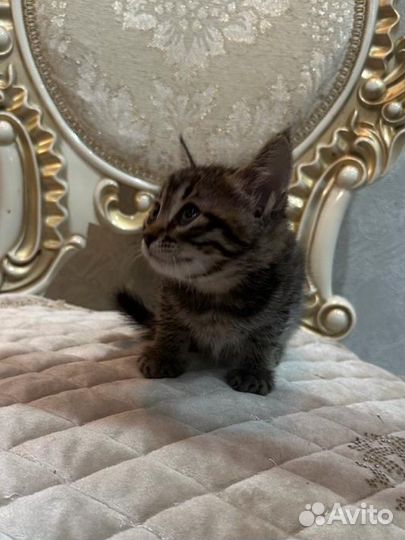 Котёнок девочка