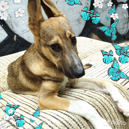 Собаки щенки