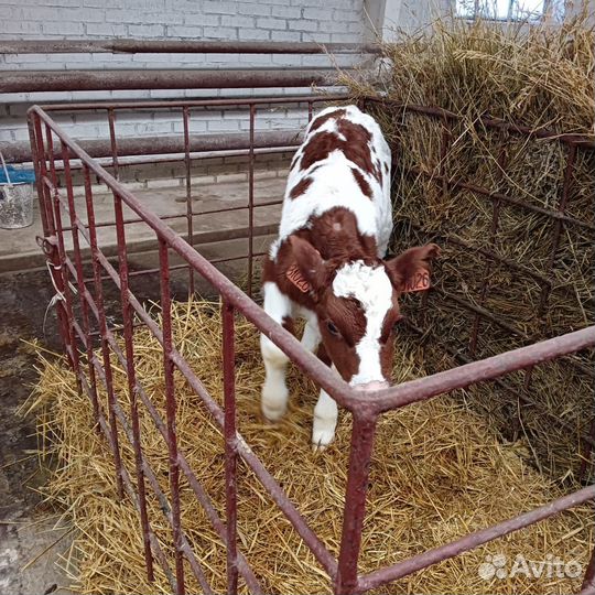 Бычки и телята
