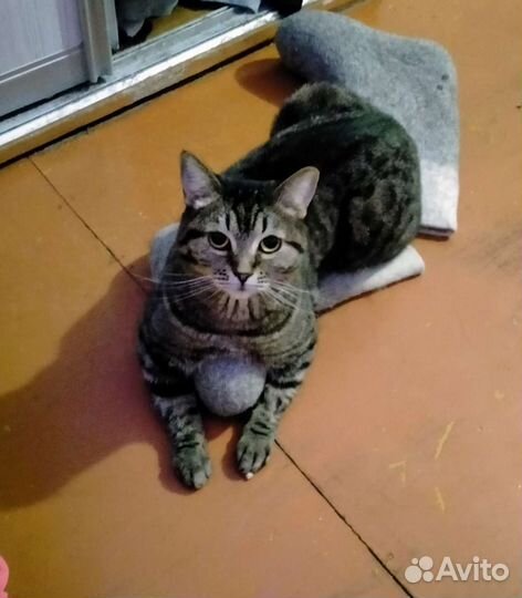 Отдам умную кошечку