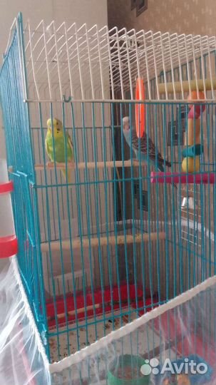 Волнистый попугай