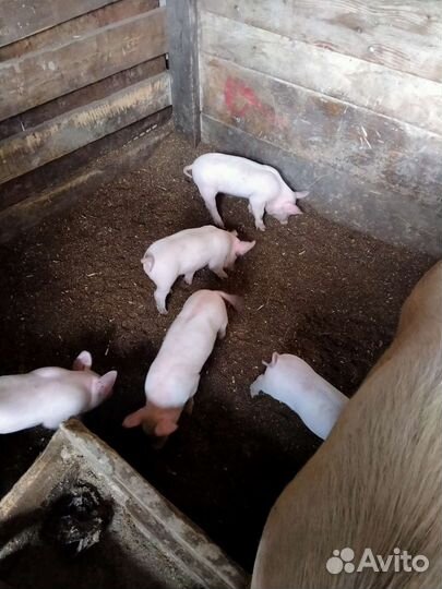 Поросенок ландрас