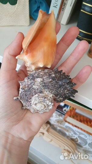 Морские ракушки