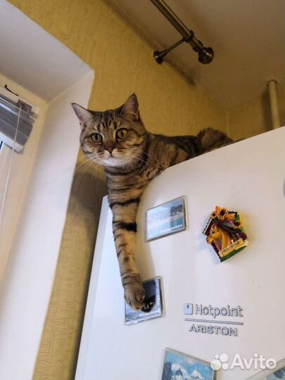 Кошка в добрые руки