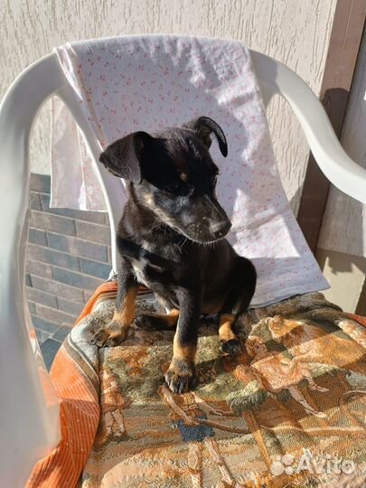 Щенок в добрые руки маленькой собаки