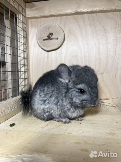 Шиншилла Ангора