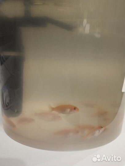 Рыбки Цихлиды зебра красная