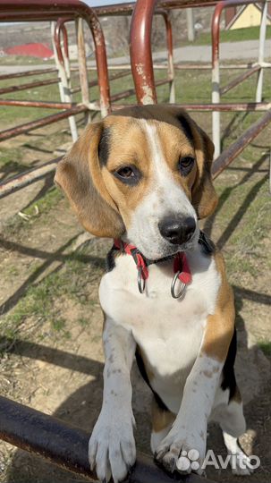 Бигль вязка