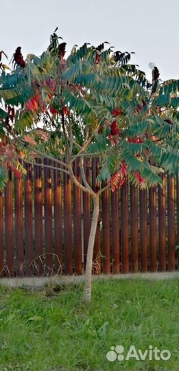 Сумах декоративный