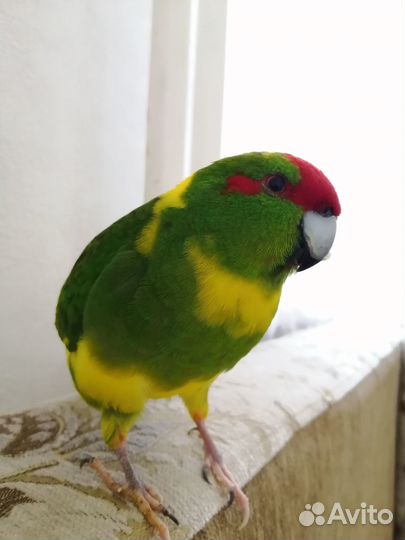 Попугай какарик
