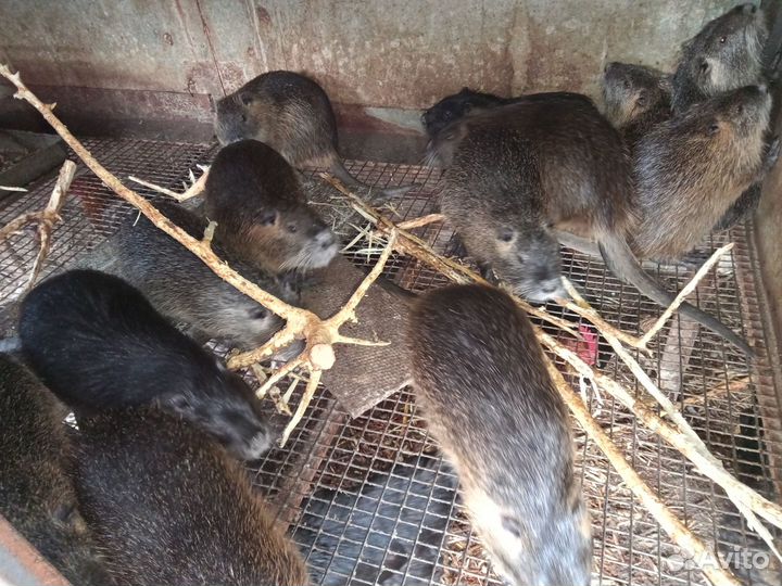 Нутрии живые