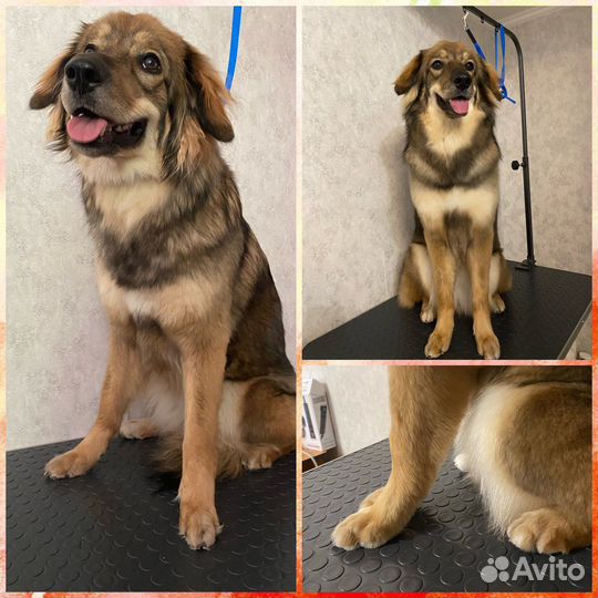 Груминг, Стрижка собак и кошек