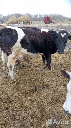 Коровы дойные молочные