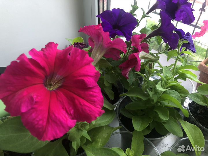 Рассада петуньи