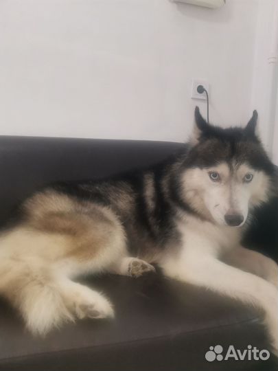 Сибирской хаски
