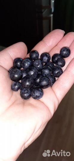 Черника свежая с бесплатной доставкой