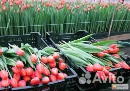 Тюльпаны оптом к 8 Марта