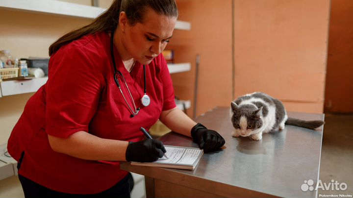 Кастрация котов, стерилизация кошек