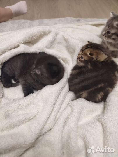 Котята Британо- Шотландские