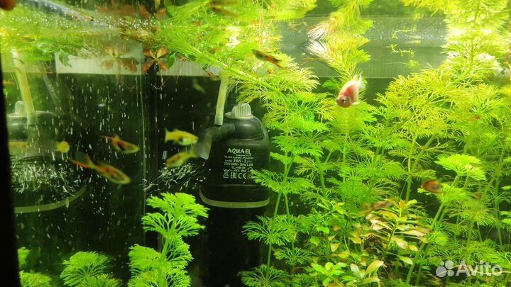 Обмен гуппями или креветками. Только обмен