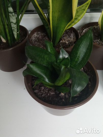 Сансевиерия (щучий хвост, тещин язык)
