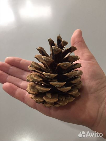 Шишки для декора