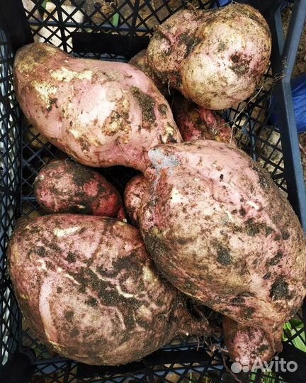 Продам батат