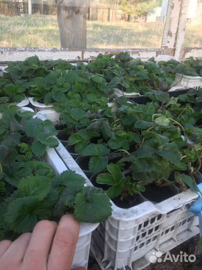 Рассада клубники