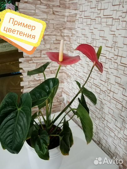 Комнатные цветы антуриум