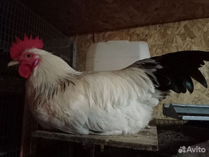 Адлерская серебристая