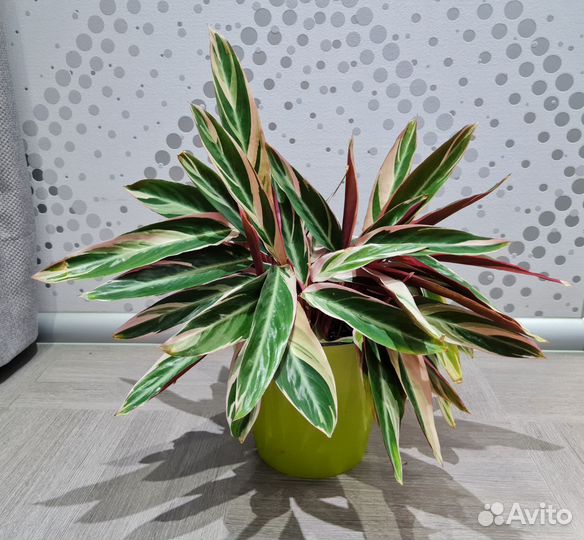Растение домашнее строманта триколор