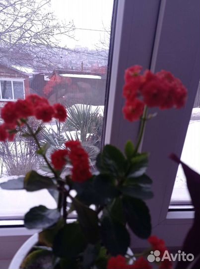 Растения каланхое