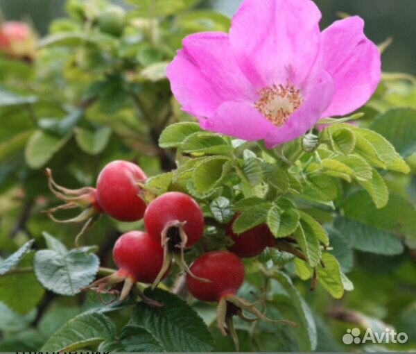 Саженцы черной и красной смородины, крыжовник