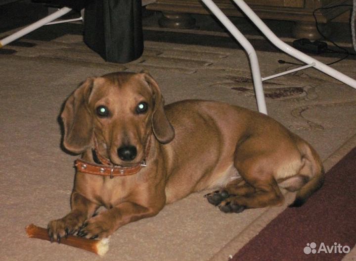 Передержка питомцев