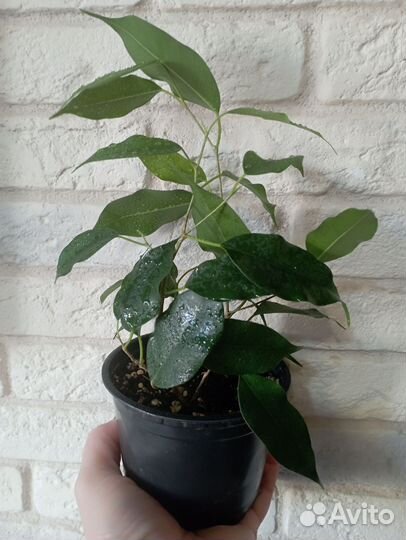 Фикус бенджамина