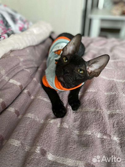 Канадский сфинкс вязка