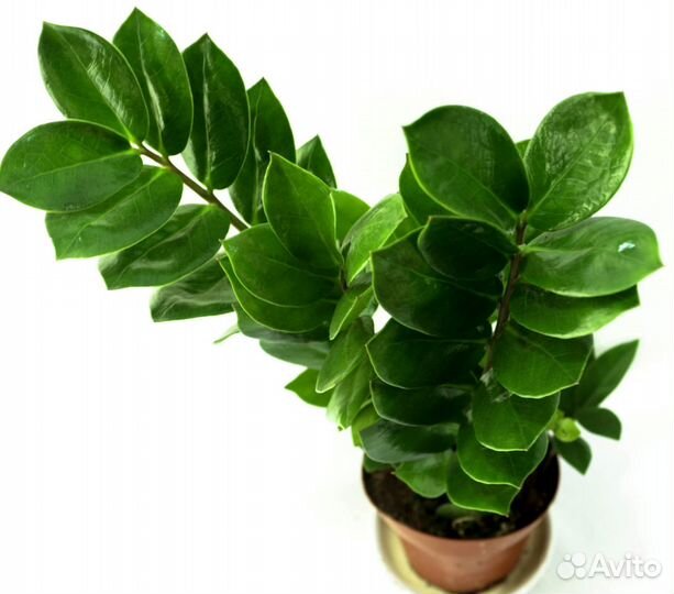 Продам домашние цветы