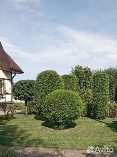 Самшит и туи