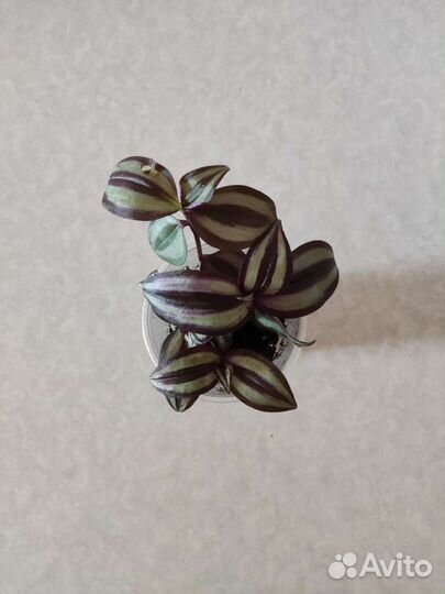 Кактус опунция и традесканция