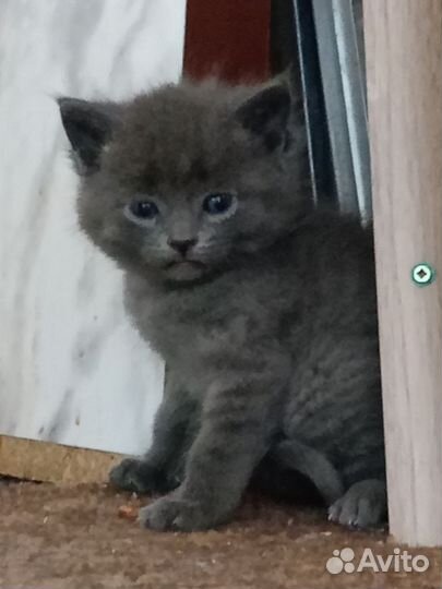 Котята