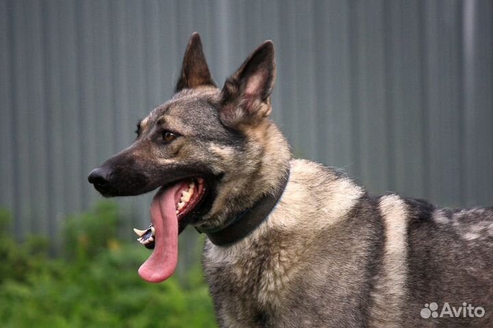 Зонарная овчарка в дар