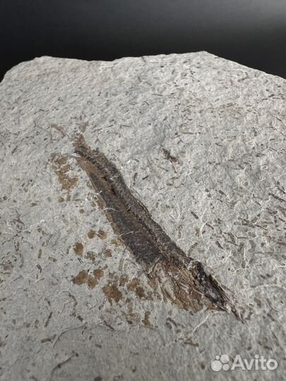 Окаменелая рыба