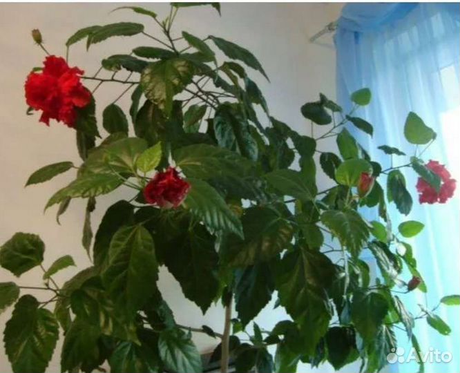 Китайская роза, гибискус бежевый-отростки