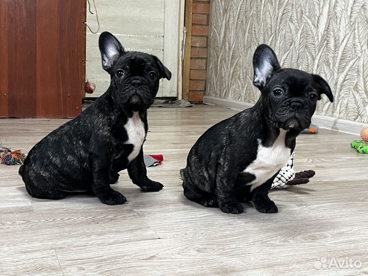 Французский бульдог