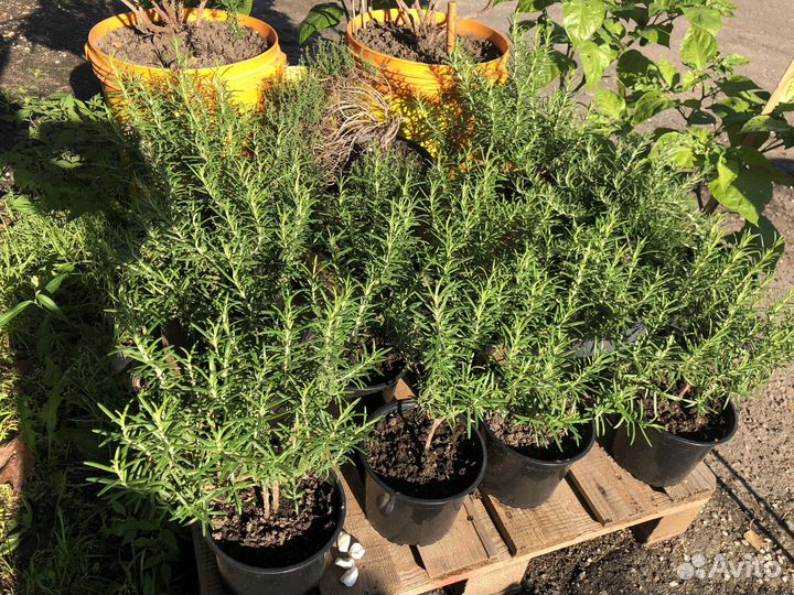 Розмарин в горшке