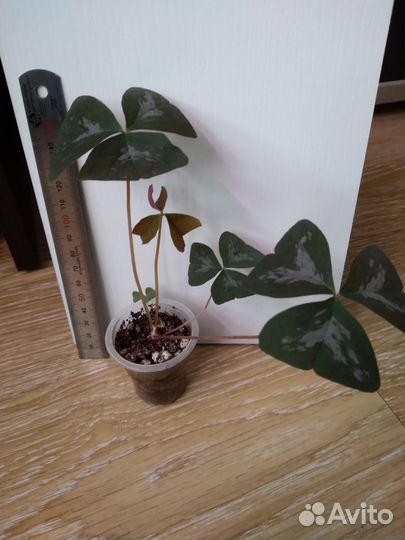 Оксалис сортовой