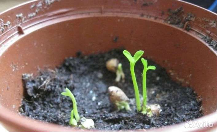 Мандариновое дерево