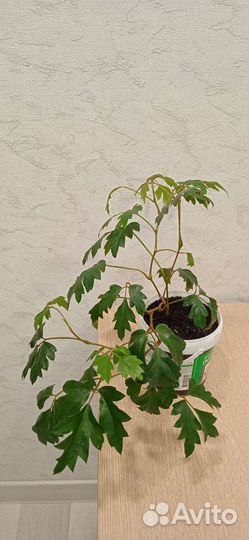 Циссус ромболистый